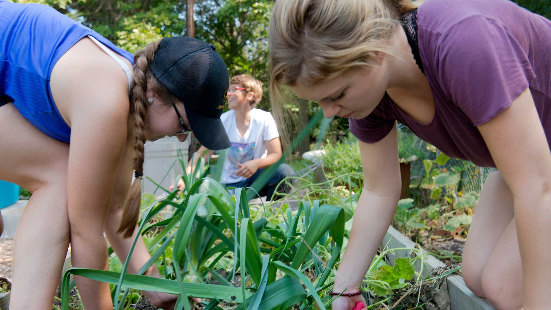 students working in garden