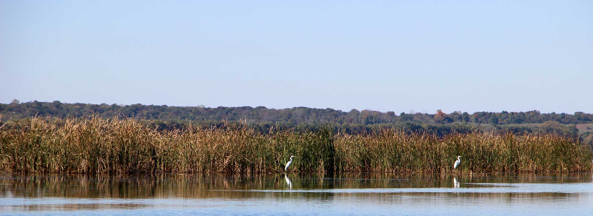 Birds in the wetland