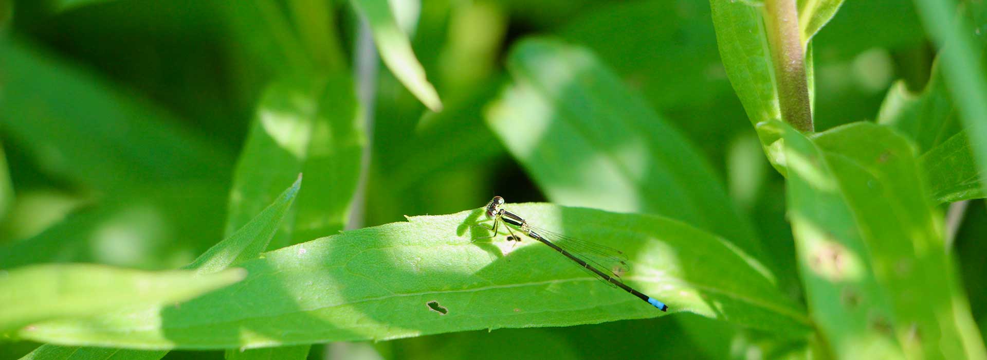 Damselfly
