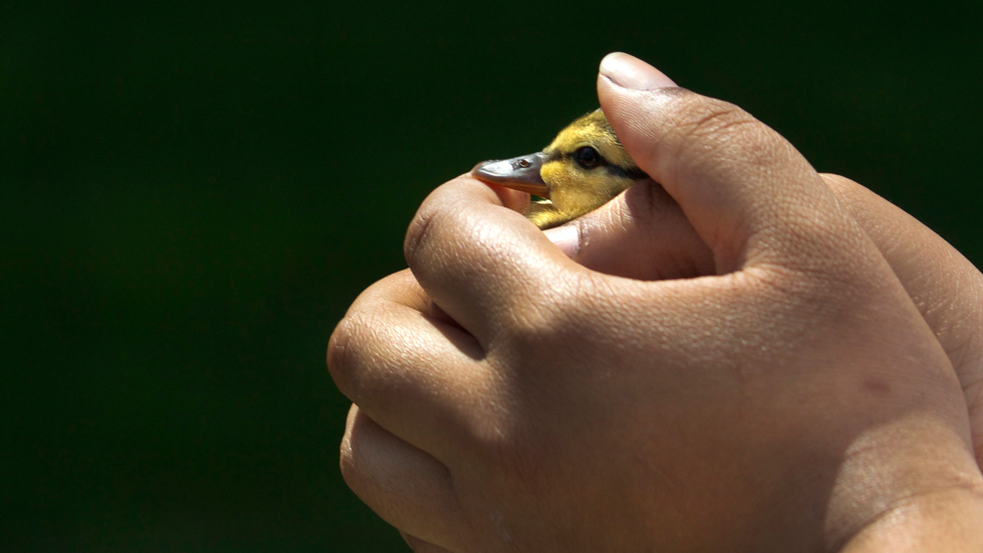 a pair of hands holding a duckling