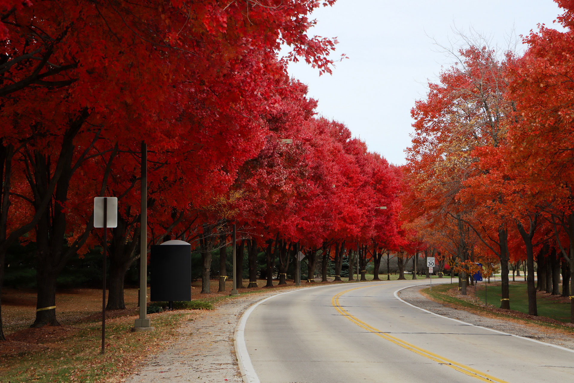 the road around the UIS campus with trees with fall leaves trace the path of the road