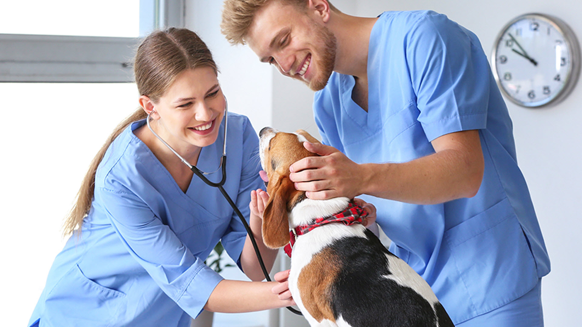 Veterinarians in blue scrubs examining a dog indoors.