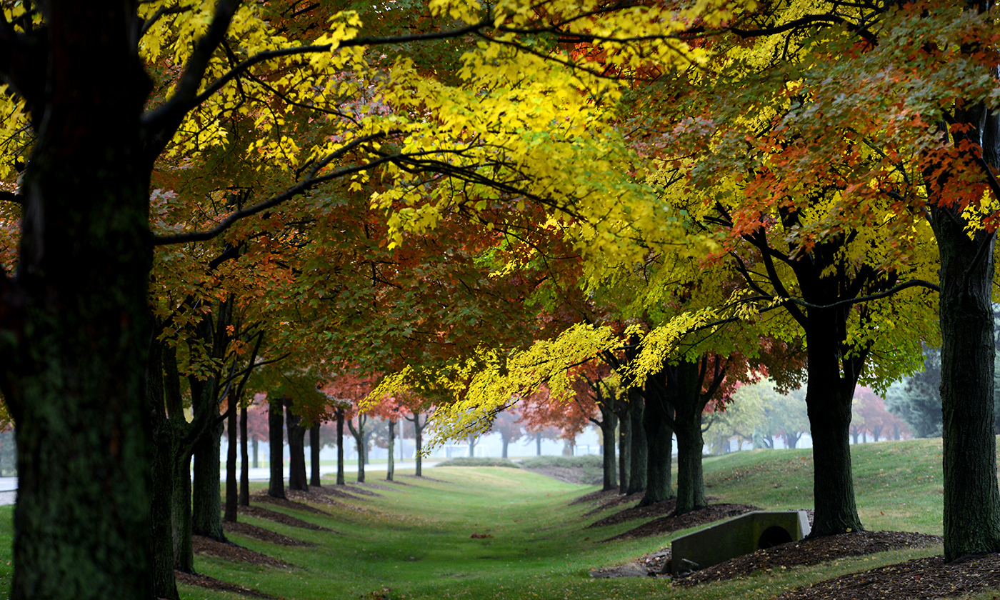 Double row of ring road trees with fall leaves.