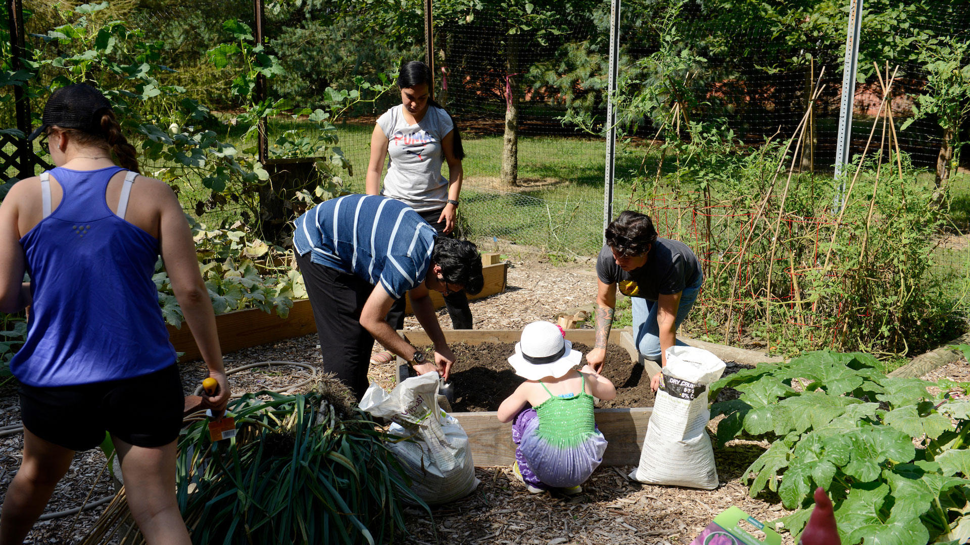 students working in the UIS Community Garden