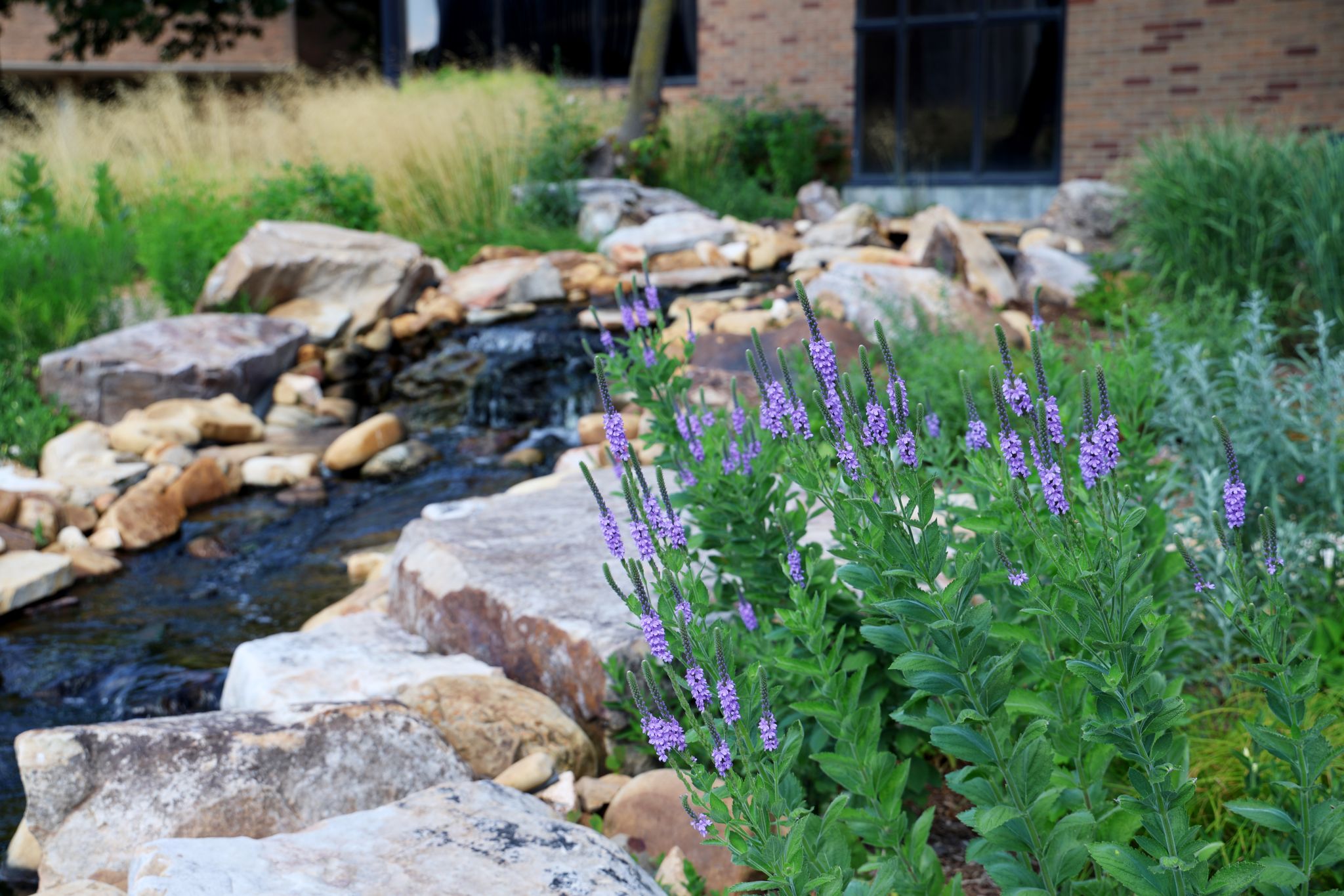 the plants and pond outside of the Health and Sciences building