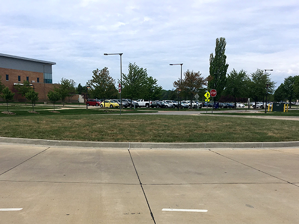 Buffalo grass on the UIS campus