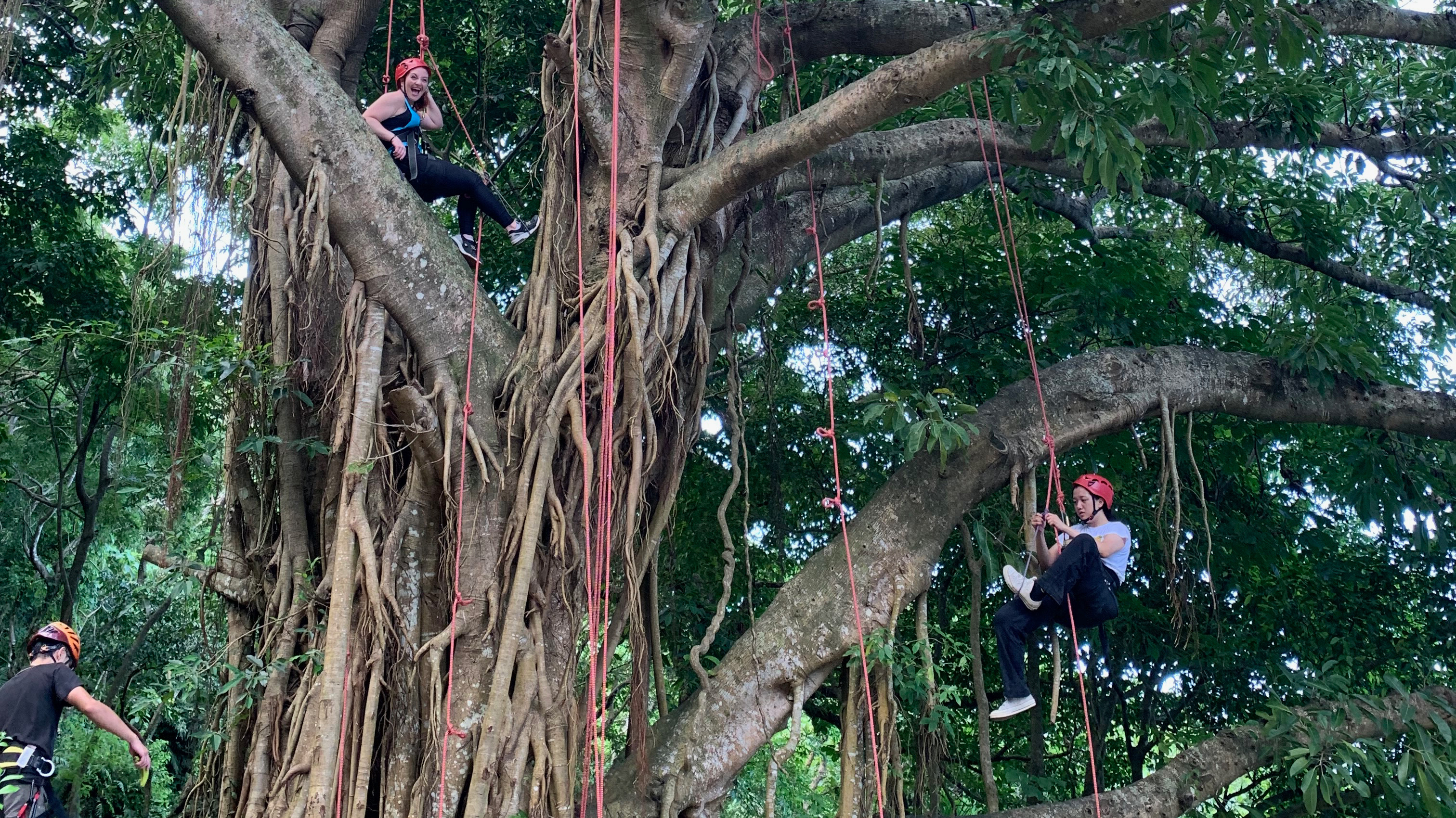 Students have used ropes to ascend high into a tree