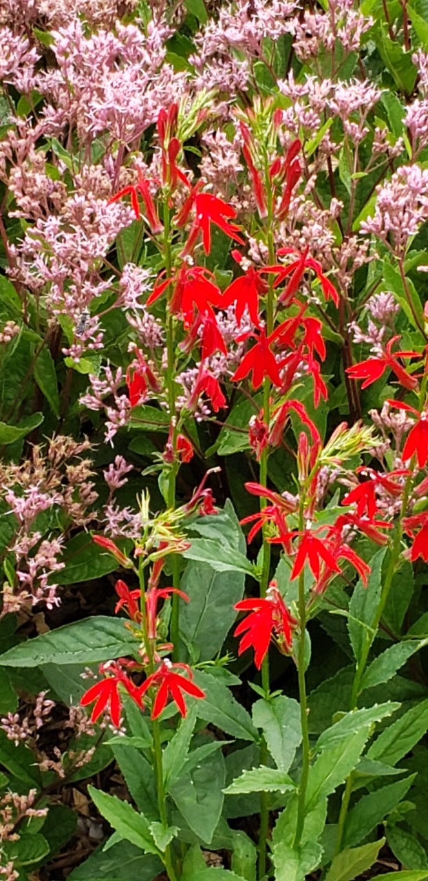 flowers in the landscaping at UIS