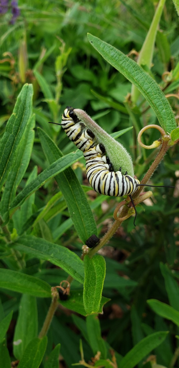 caterpillar on some plants