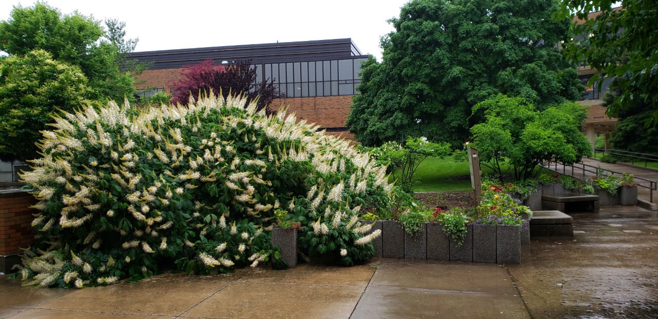 landscaping at UIS