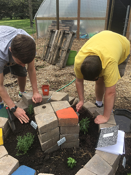 students planting plants in the spiral herb bed