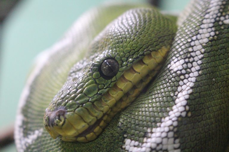 Green Tree Boa – Sarah Nestler