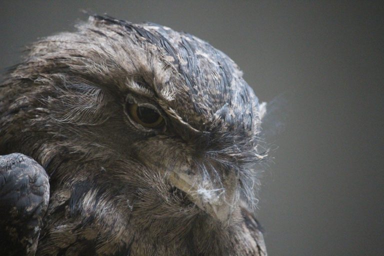 Crabby Owl – Sarah Nestler