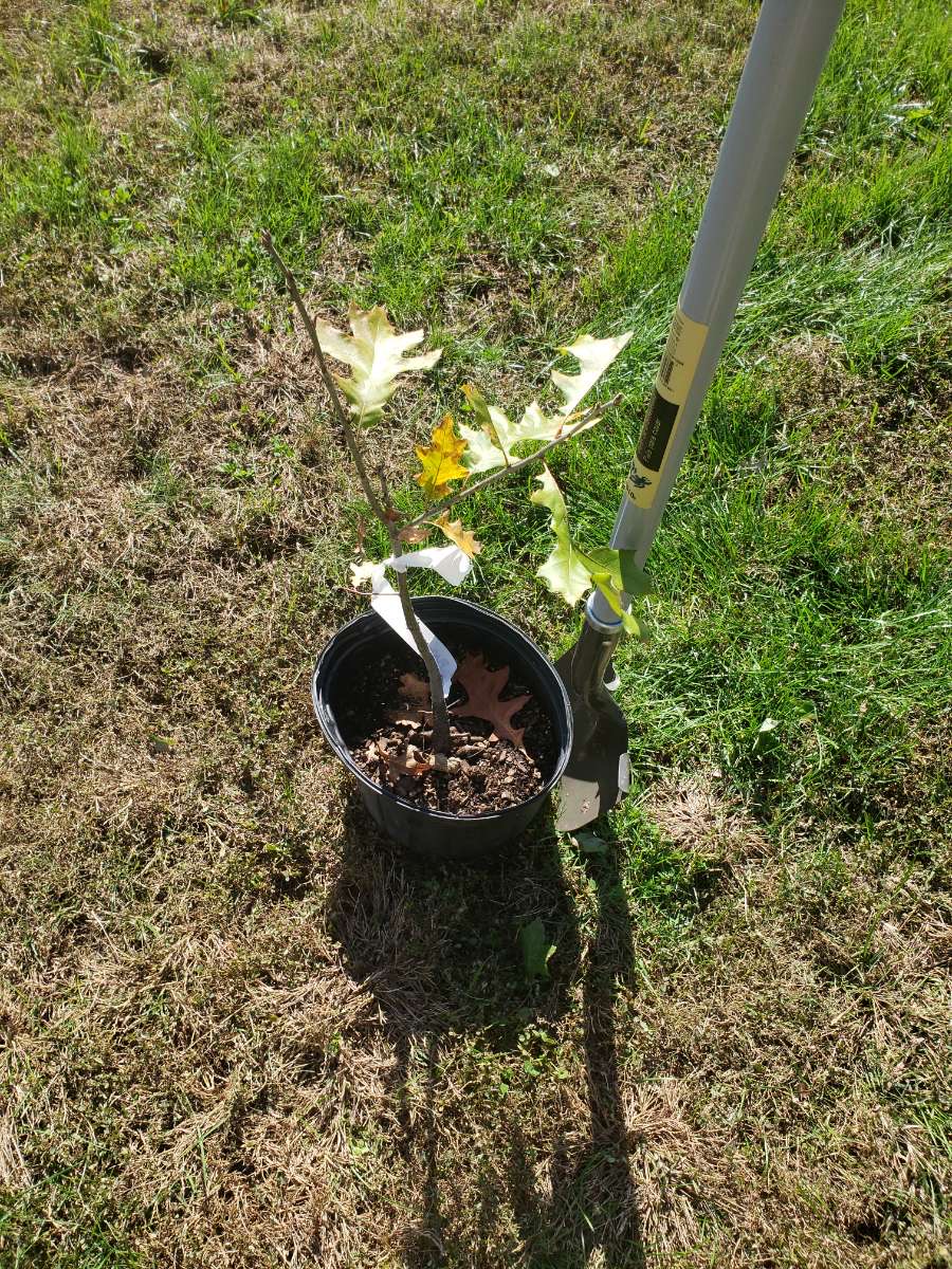 A tree before being planted at UIS
