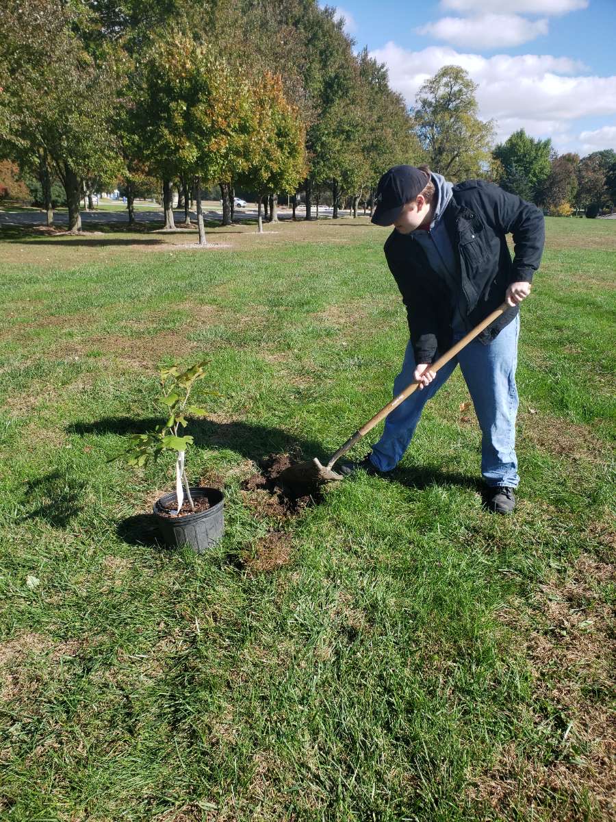 a student planting a tree on the UIS campus