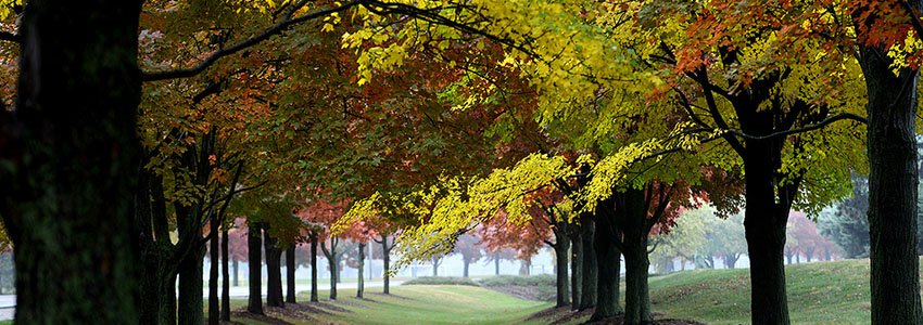 fall foliage of the trees at UIS