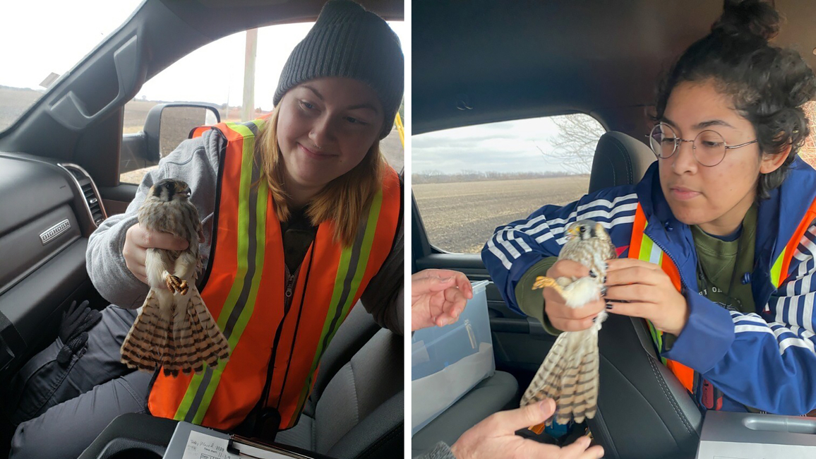 Students holding American kestrels