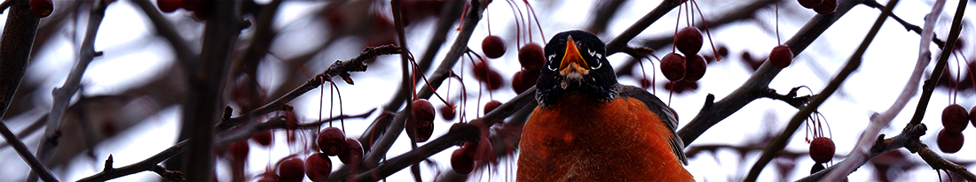 robin in snow