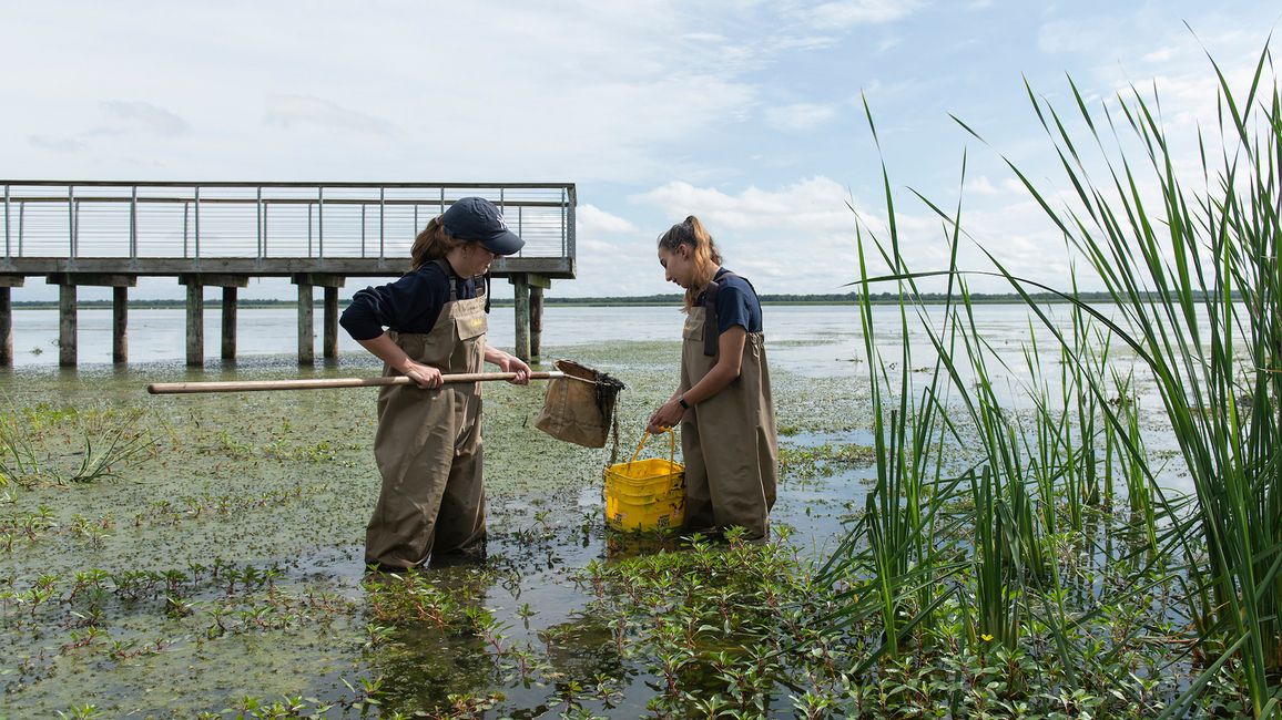 Students in waders collect samples in a wetland at Emiquon near a dock, surrounded by aquatic plants and reeds.