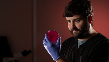 man looking at a prepped culture in a petri dish