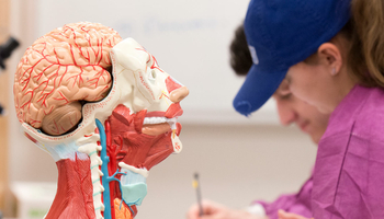 a model of the human head and brain with a student in the background