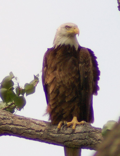 Bald eagle perched on a tree branch, sky in the background.
