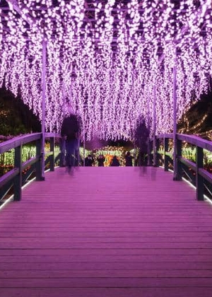 Night image of bridge framed by purple and pink flowers.