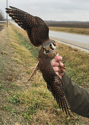 American kestrels