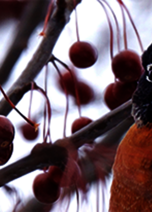 robin in snow