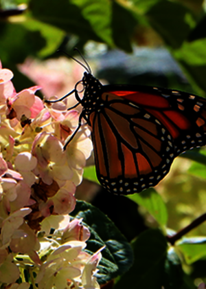 butterfly on hydrangea blossom