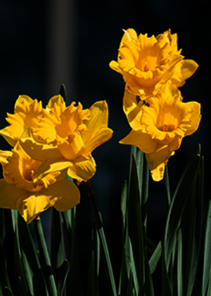 daffodils in a row 