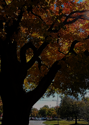 tree with yellow leaves with sun shining through