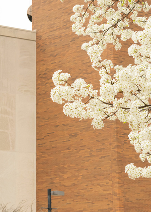 A magnolia tree blooming next to the PAC