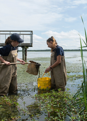 Two people in waders collect water samples with a net and bucket in a wetland near a wooden observation deck.