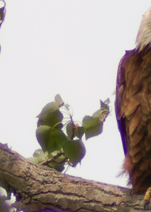Bald eagle perched on a tree branch with green leaves.