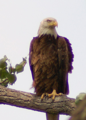 Bald eagle perched on a tree branch, sky in the background.