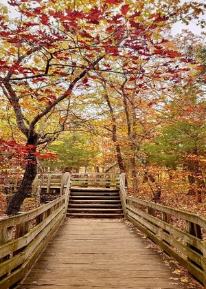 Wooden bridge and stairs leading through the forest at Starved Rock State Park