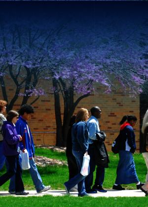 Students walking on a campus path with blooming trees around them.