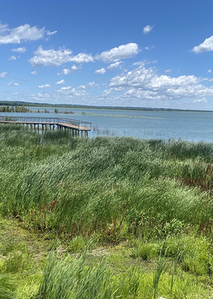 Lake with a wooden pier, surrounded by lush green reeds under a vibrant blue sky.