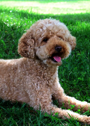 Shelly Camburn, therapy dog, in grass