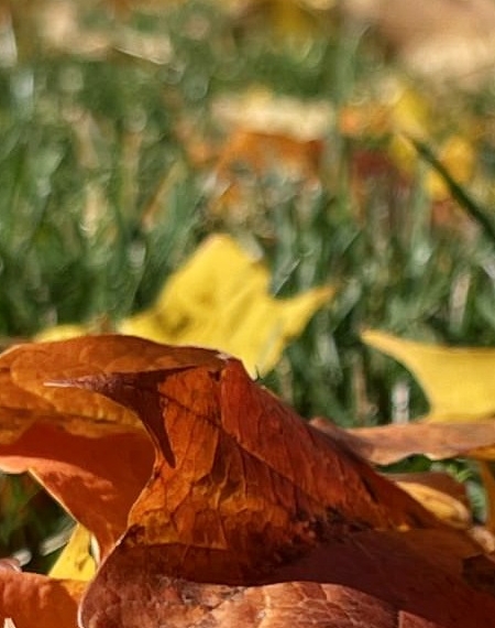 Fall Colors and Colonnade in the background