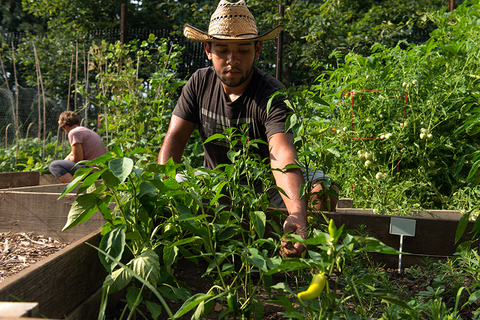student tending to the UIS Community Garden