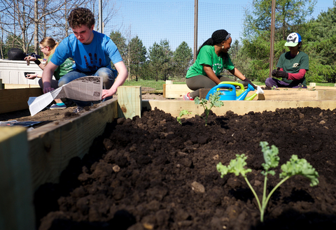 Students planting and maintaining a sustainable campus garden at UIS