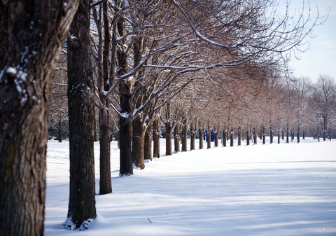 trees on the UIS campus with snow on the ground
