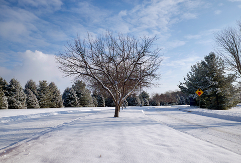 trees on the UIS campus with snow on the ground