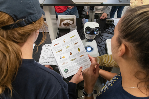 Looking at a microscope
