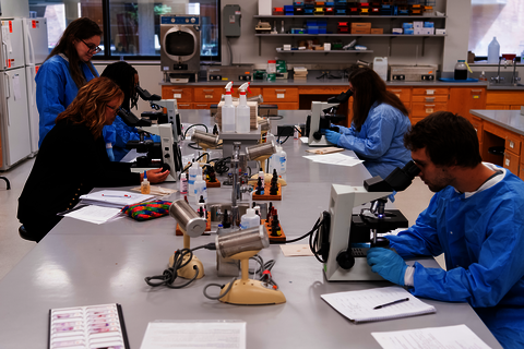 Teaching and Learning in the MLS Lab. Students sitting around lab stations  utilizing microscopes.