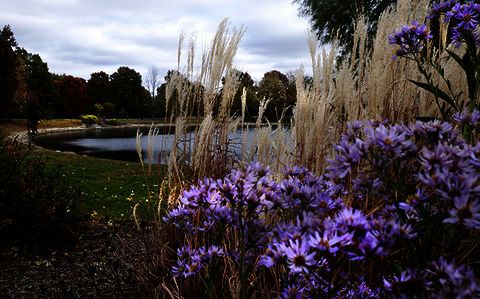 pond and flowers on UIS campus