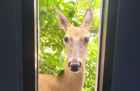 Doe looking in the window at BSB