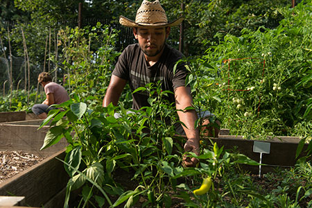 UIS Community Garden